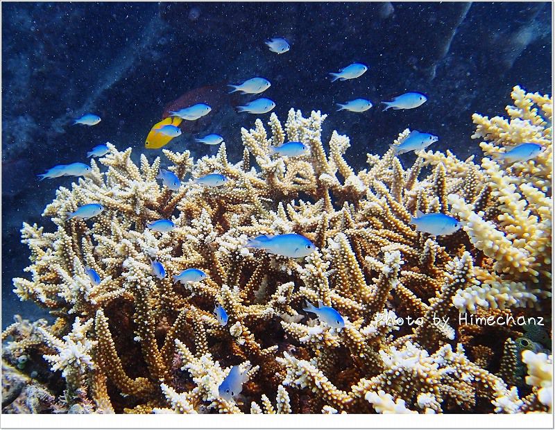 美しいデバスズメダイ photo by OLYMPUS STYLUS TG-2 Tough