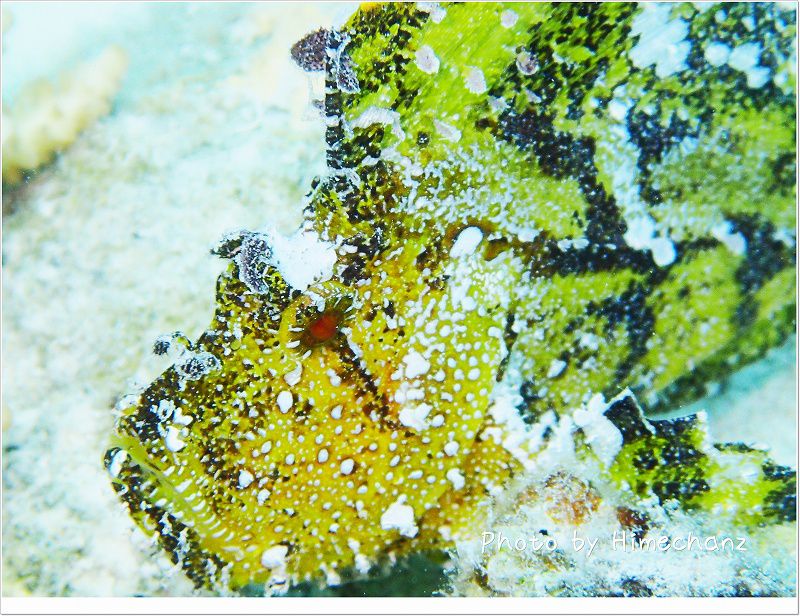 ハダカハオコゼ photo by OLYMPUS STYLUS TG-2 Tough