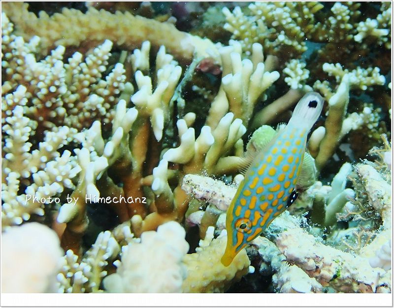 動きも見た目も可愛いテングカワハギ photo by OLYMPUS STYLUS TG-2 Tough