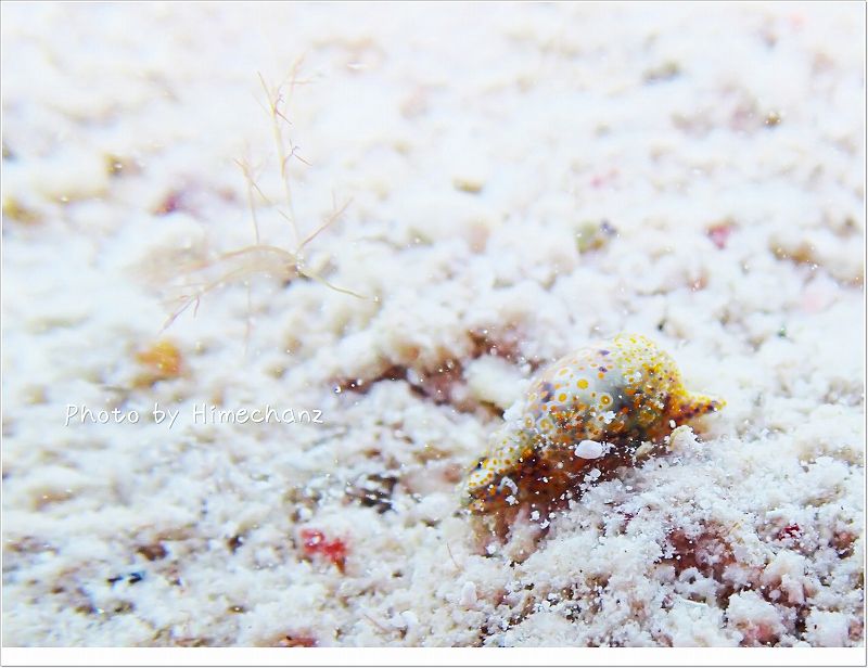 大量発生中!ハミノエア・オワリス photo by OLYMPUS STYLUS TG-2 Tough