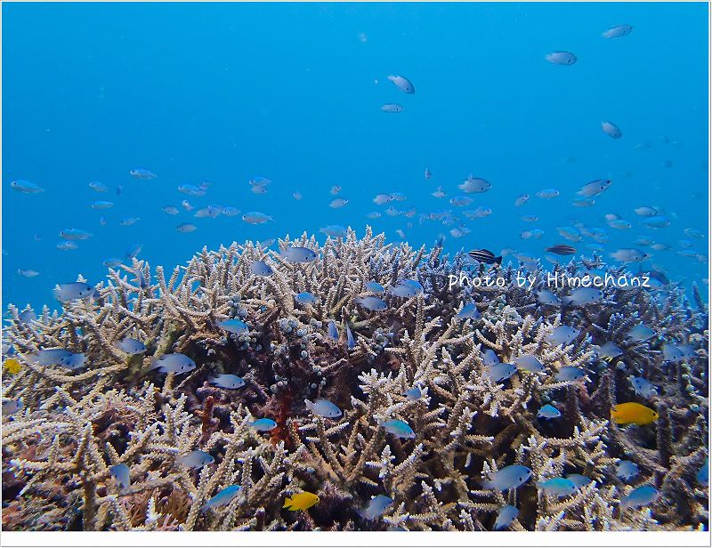 お魚幼稚園♪ photo by OLYMPUS STYLUS TG-2 Tough