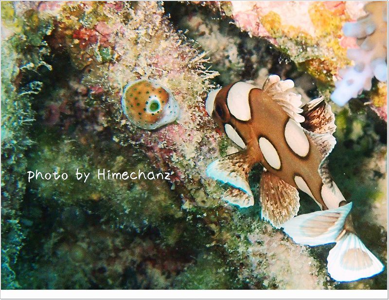 チョウチョウコショウダイyg photo by OLYMPUS STYLUS TG-2 Tough