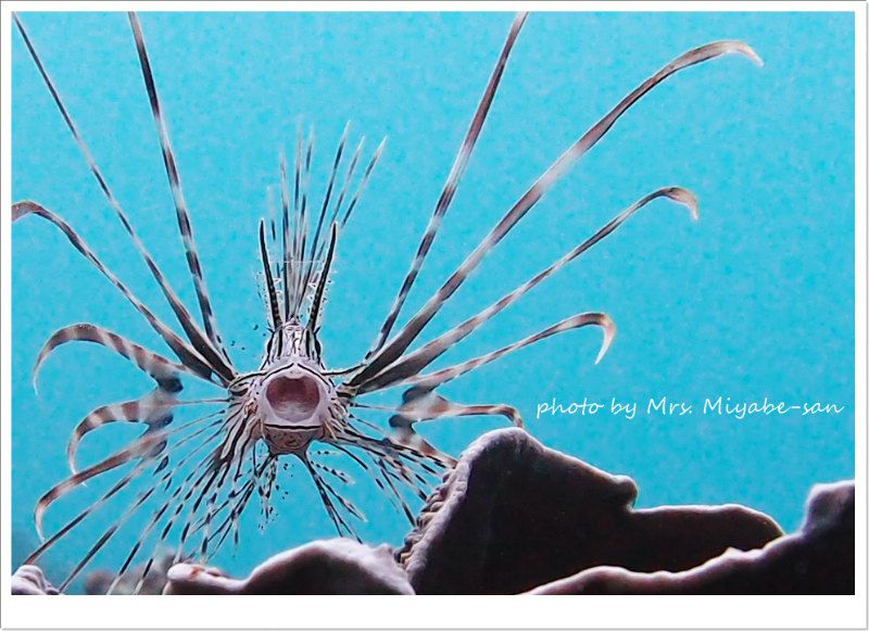 ハナミノカサゴ幼魚 photo by OLYMPUS XZ-1