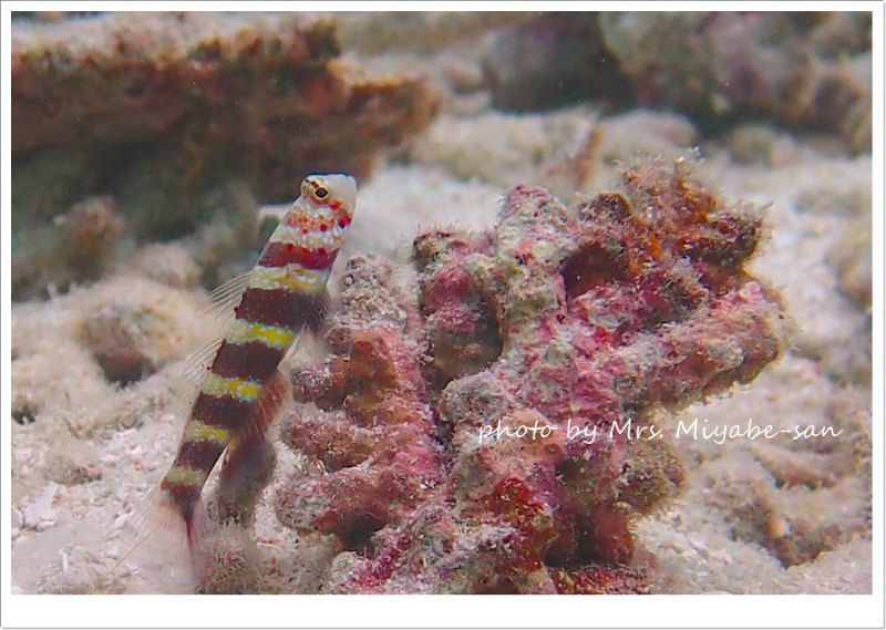 クビアカハゼ photo by OLYMPUS XZ-1