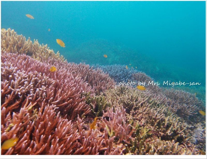 極上サンゴ photo by OLYMPUS XZ-1
