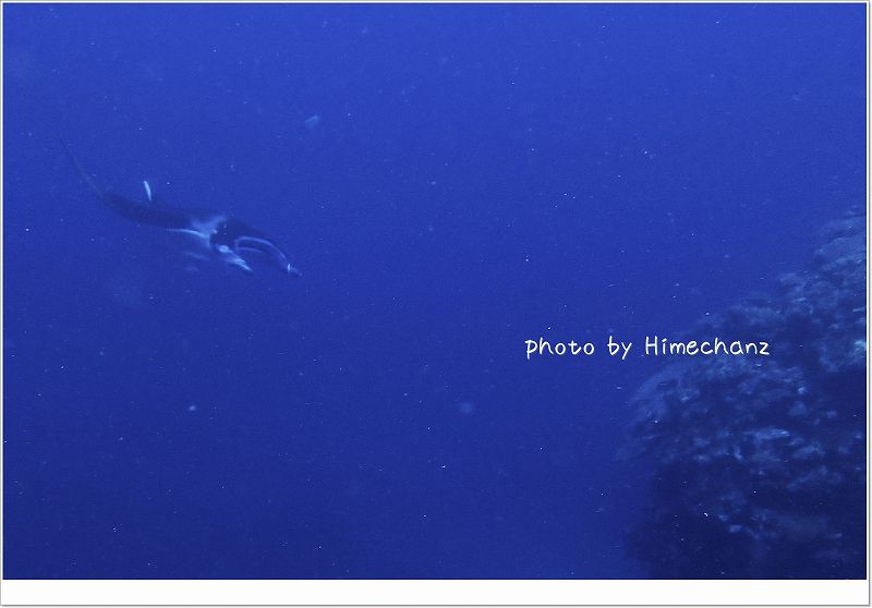 マンタ登場! photo by OLYMPUS STYLUS TG-2 Tough