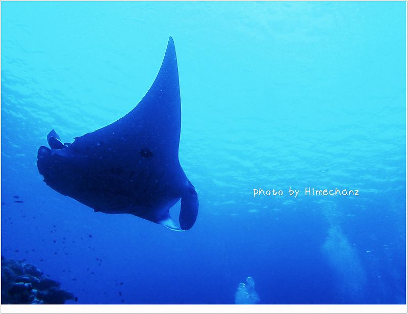 近く!てか、後ろを泳いできました! photo by OLYMPUS STYLUS TG-2 Tough