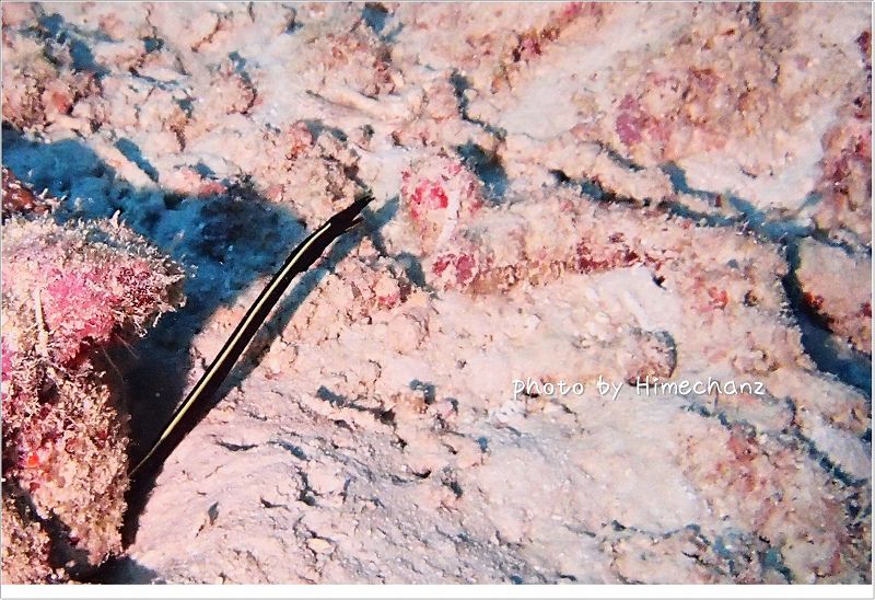 びよーん!ハナヒゲウツボyg photo by OLYMPUS STYLUS TG-2 Tough