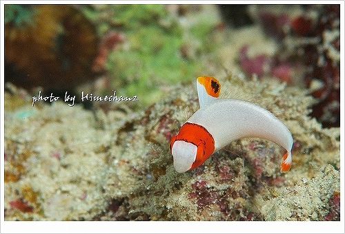 動きがかわいい!イロブダイベイビー 過去写真