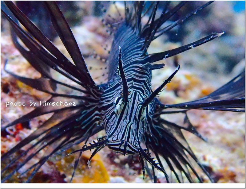 沢山いました!! photo by OLYMPUS STYLUS TG-2 Tough