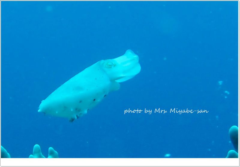 コブシメベイビー photo by OLYMPUS XZ-1