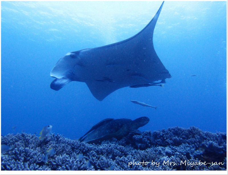 カメとマンタのコラボレーション♪ photo by OLYMPUS XZ-1