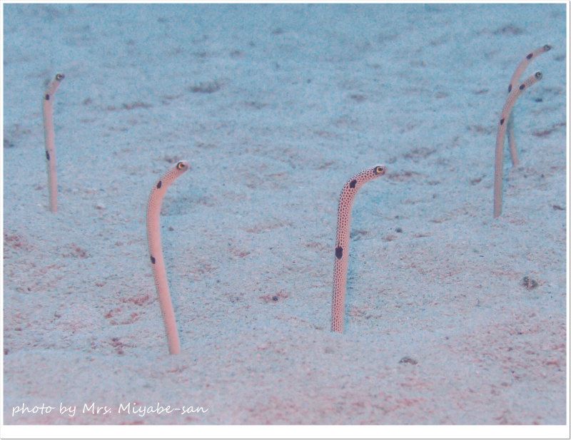 チンアナゴいっぱい♪ photo by OLYMPUS XZ-1