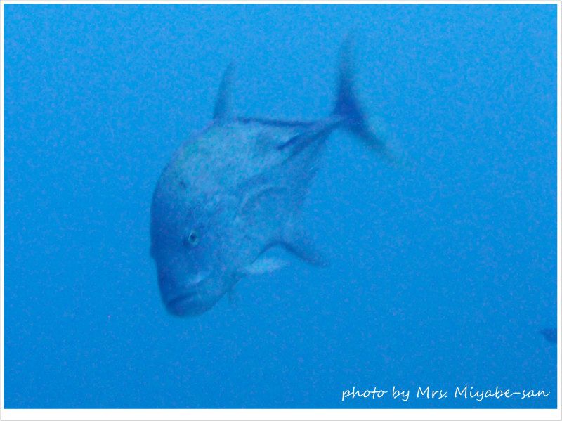 巨大ホシカイワリ! photo by OLYMPUS XZ-1