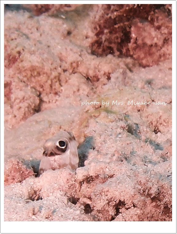 リングアイジョーフィッシュ photo by OLYMPUS XZ-1