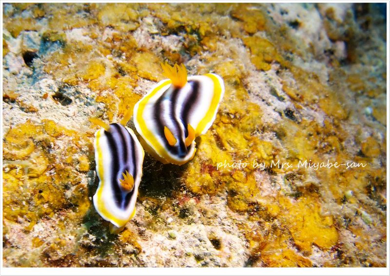 シライトウミウシのペア photo by OLYMPUS XZ-1