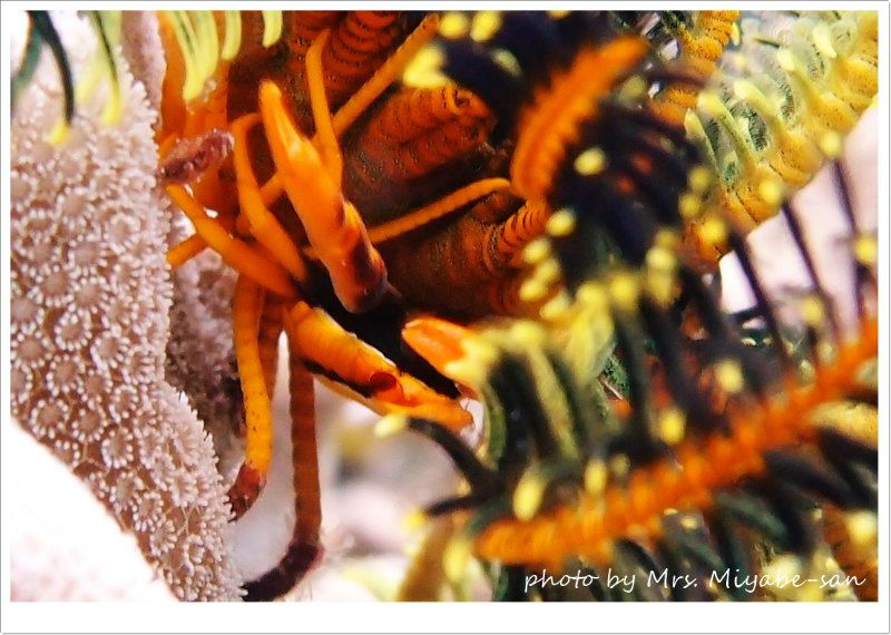 コマチコシオリエビ photo by OLYMPUS XZ-1