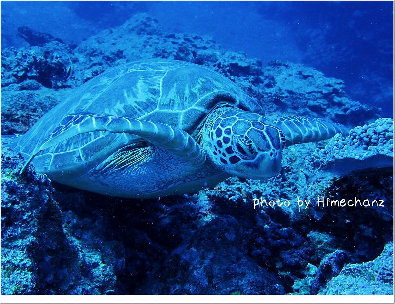 逃げるのか??と思ったけど。。 photo by OLYMPUS STYLUS TG-2 Tough