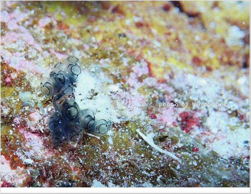 幸せそうなホヤ photo by OLYMPUS STYLUS TG-2 Tough