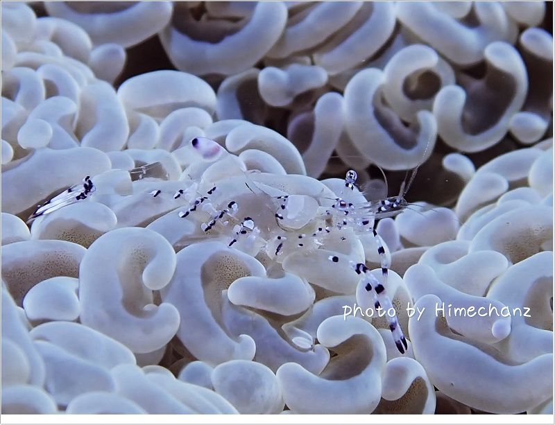 透明過ぎてよくわかんない photo by OLYMPUS STYLUS TG-2 Tough