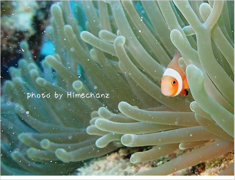 カクレクマノミのちび photo by OLYMPUS STYLUS TG-2 Tough