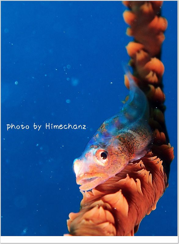 ガラスハゼ photo by OLYMPUS STYLUS TG-2 Tough