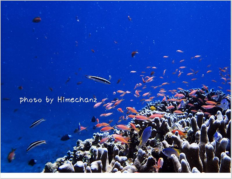 サンゴゾーンはやっぱり美しい photo by OLYMPUS STYLUS TG-2 Tough