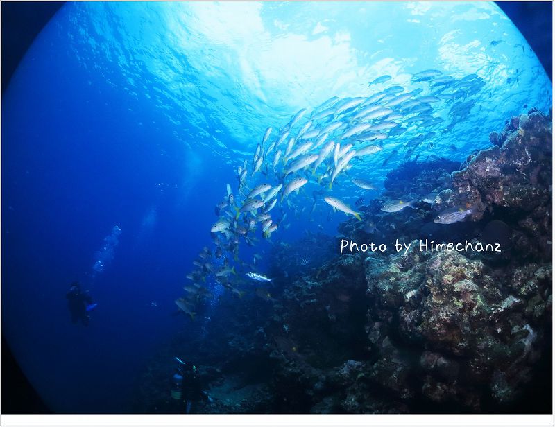 何匹いたのでしょうか。 photo by CANON PowerShot S100