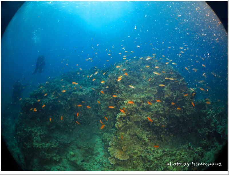 アカネハナゴイの群れ photo by CANON PowerShot S100