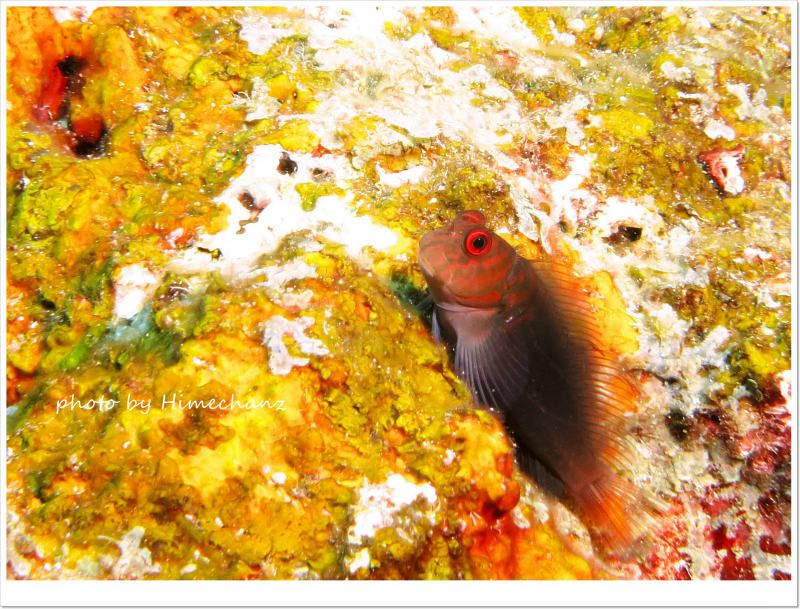 タテガミカエルウオ photo by CANON PowerShot S100