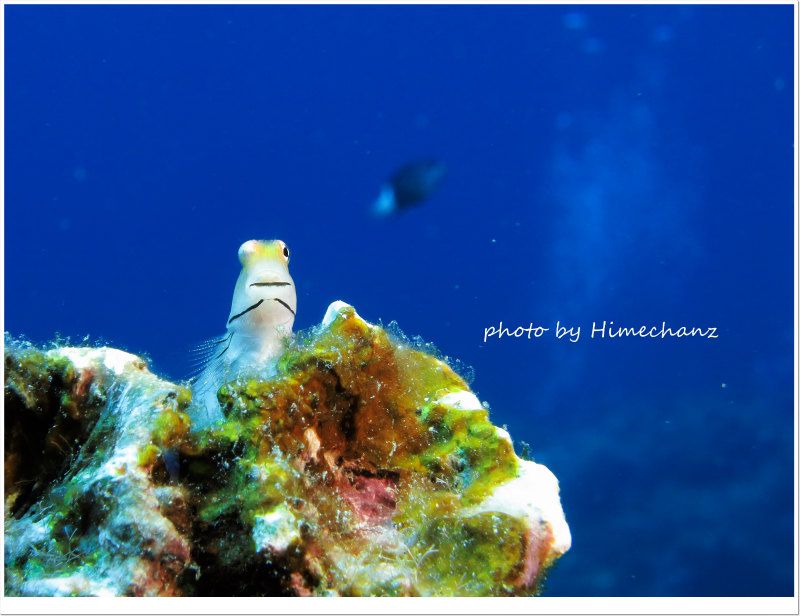 「今日はマンタたちお休みやで!」ってウィンクされて言われました。。w photo by CANON PowerShot S100