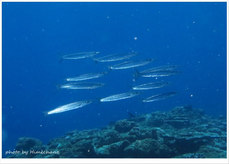 ホソカマスの群れ photo by CANON PowerShot S100