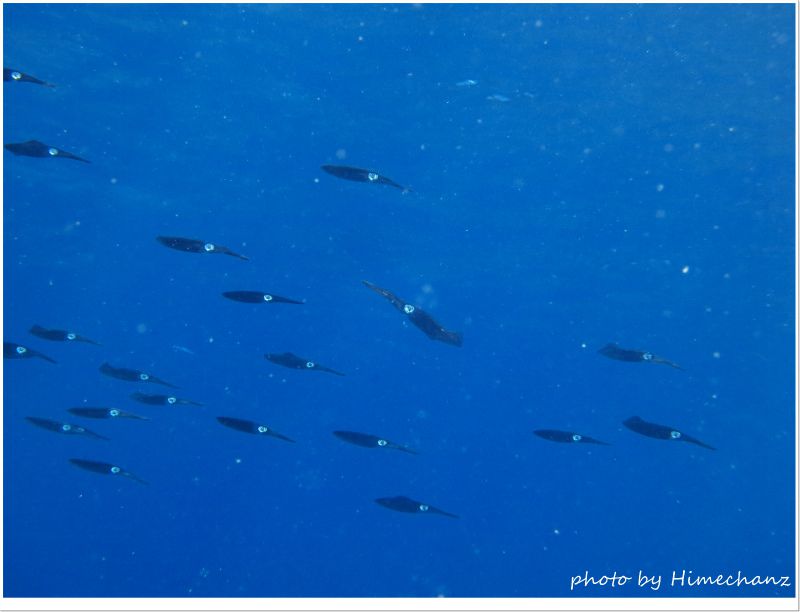 アオリイカの群れ photo by CANON PowerShot S100