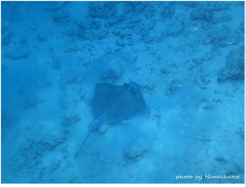 ヤッコエイが捕食中♪ photo by CANON PowerShot S100