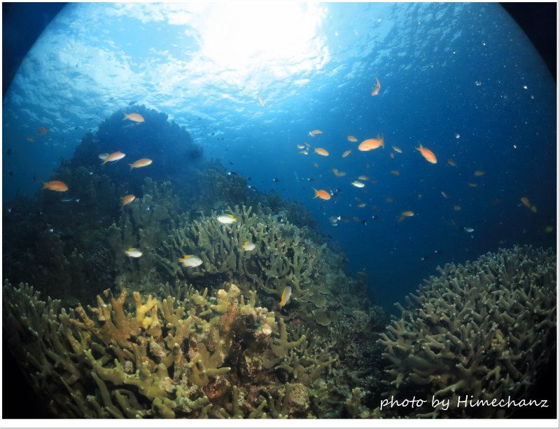 キンギョハナダイの群れ♪ photo by CANON PowerShot S100