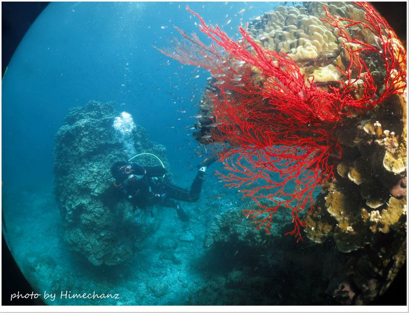 真っ赤なイソバナがキレイでした♪ photo by CANON PowerShot S100