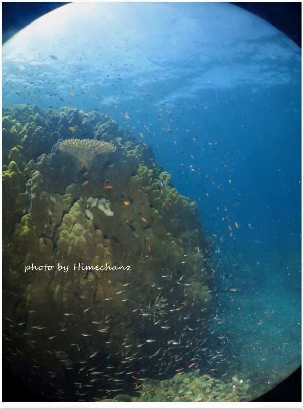 アカネハナゴイの群れとネオンテンジクダイの群れ photo by CANON PowerShot S100