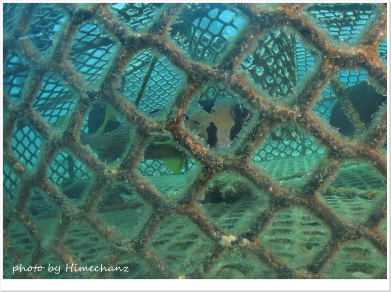 捕まっちゃったネズミフグw photo by CANON PowerShot S100