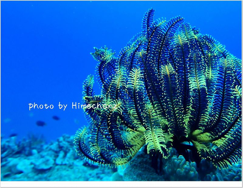 ウミシダ大好き♪ photo by OLYMPUS STYLUS TG-2 Tough