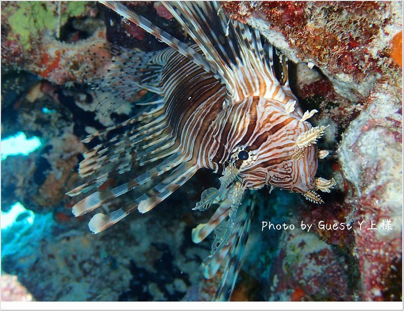 ハナミノカサゴ photo by OLYMPUS STYLUS TG-2 Tough