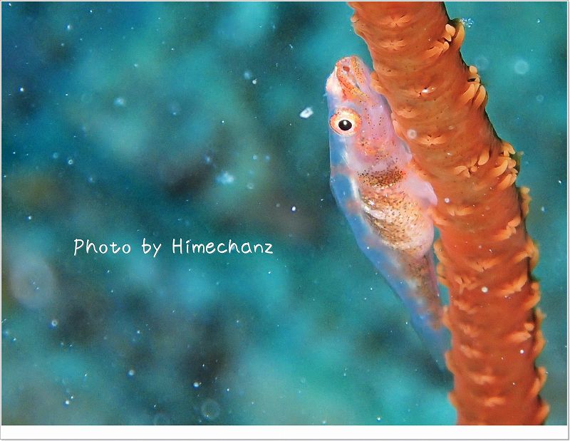 おなかパンパン!いつ産むの? photo by OLYMPUS STYLUS TG-2 Tough