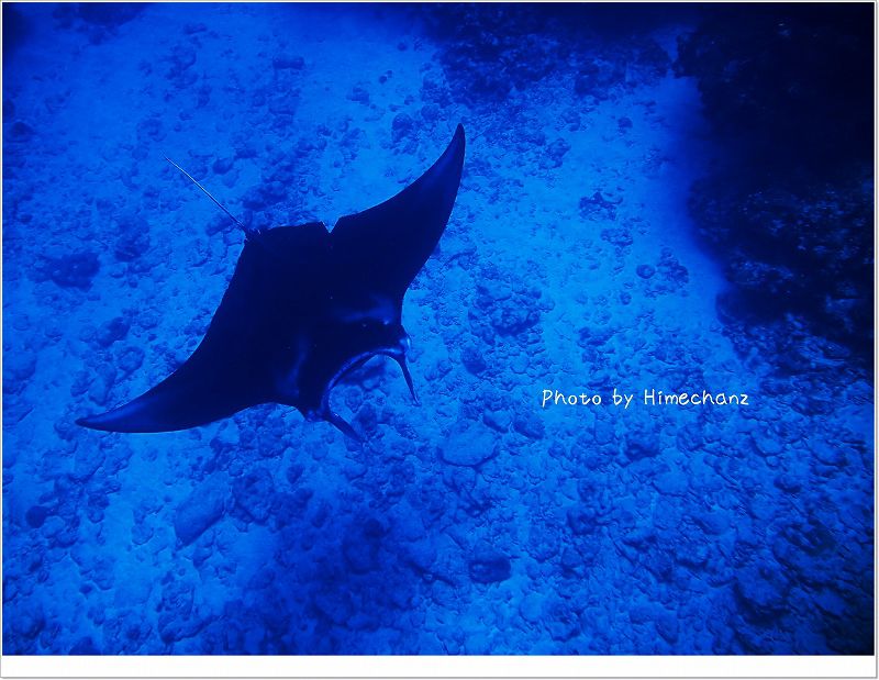 すぃ~と現れて photo by OLYMPUS STYLUS TG-2 Tough