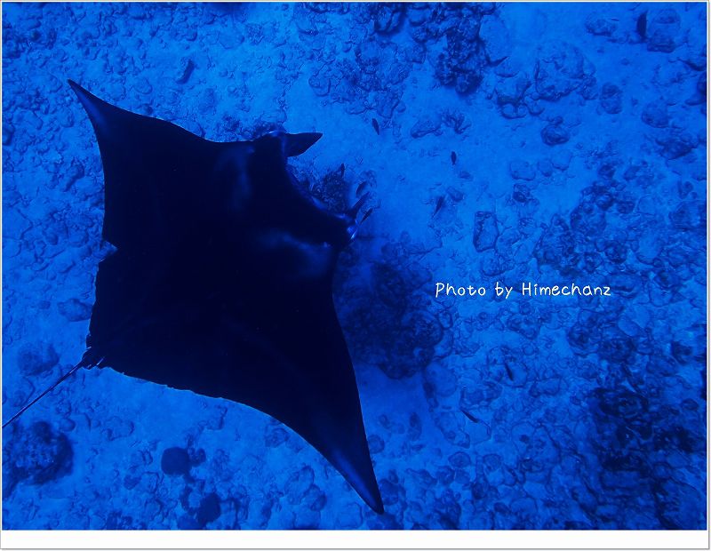 すっごく近くに来てくれました!! photo by OLYMPUS STYLUS TG-2 Tough