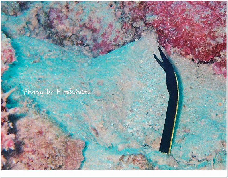 ハナヒゲウツボベイビー photo by OLYMPUS STYLUS TG-2 Tough