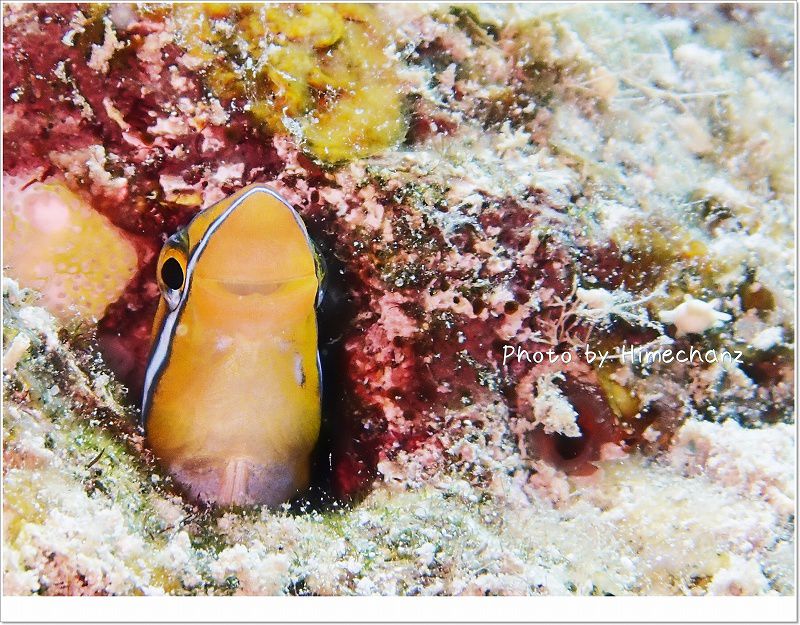 ミナミギンポ photo by OLYMPUS STYLUS TG-2 Tough