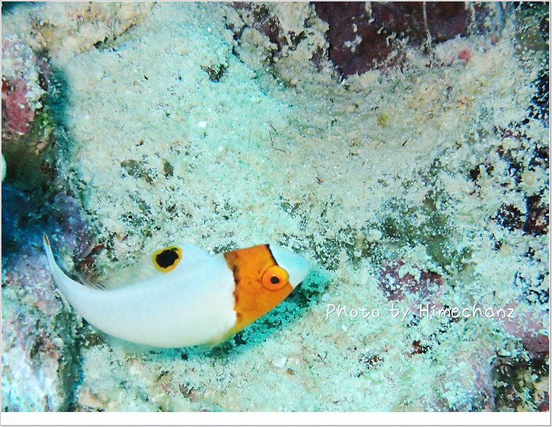 動きがなんとも可愛い!イロブダイベイビー photo by OLYMPUS STYLUS TG-2 Tough