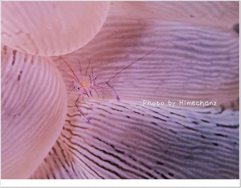 バブルコーラルシュリンプ photo by OLYMPUS STYLUS TG-2 Tough