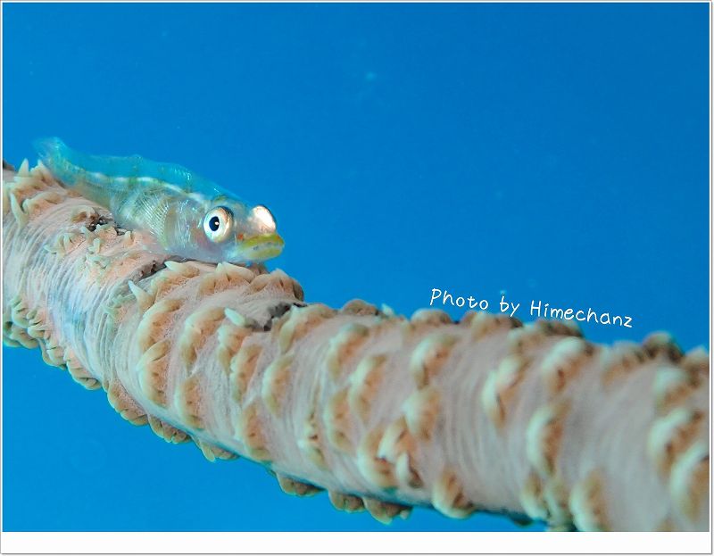 個人的に大好き!ガラスハゼ photo by OLYMPUS STYLUS TG-2 Tough