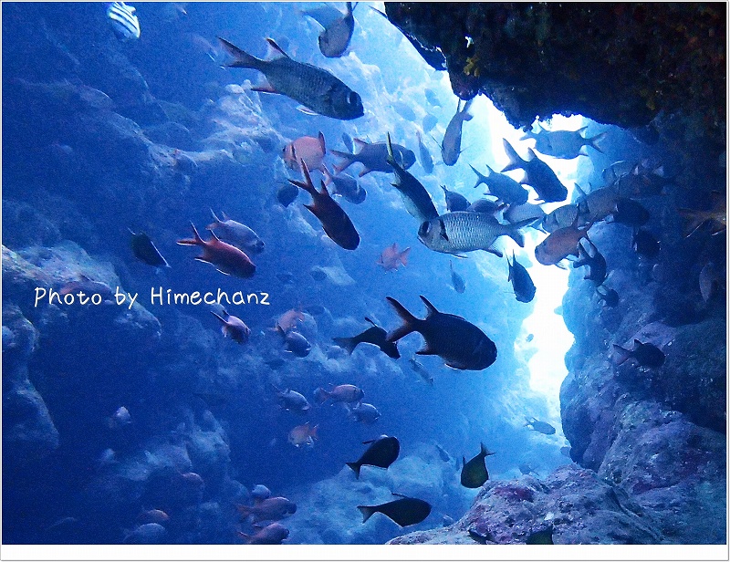 亀裂には魚たちがいっぱい!! photo by OLYMPUS STYLUS TG-2 Tough