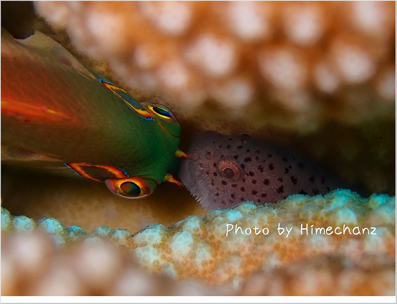 あらあらこんにちは(メガネゴンベ&ダンゴオコゼ) photo by OLYMPUS STYLUS TG-2 Tough